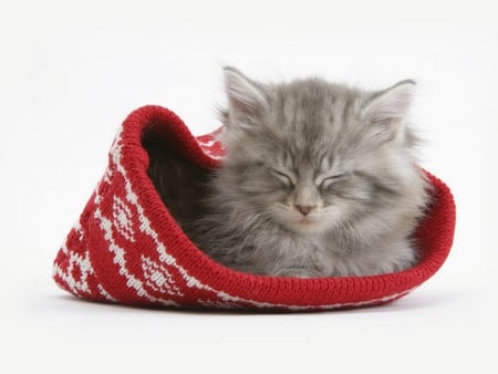 Sleepy Kitten - beautiful, sleepy, lovely, sweet, cat, kitten, cute, cats, animals, kitty