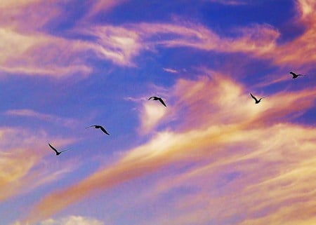 Flight in the blue - clouds, birds, flight, pink, sky blue