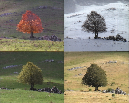 Quattro stagioni - estate, inverno, primavera, autunno, stagioni