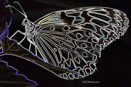 Butterfly - butterfly, see-thur, dark, color, clear