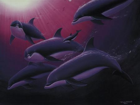 dolphins - fun, dolphins, dark, family, swim