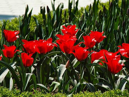 Flowers - flowers, sky, nature