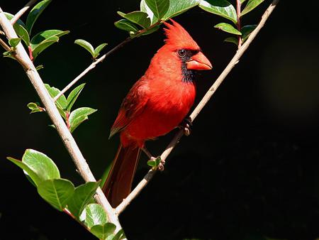 Bird - cardinal, tree, animal, bird