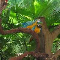 Macaws