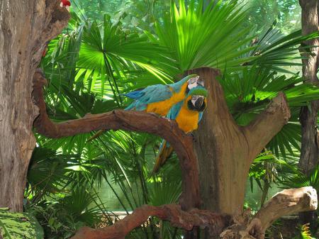 Macaws - tree, animal, birds, macaws