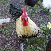 My Beautiful Rooster! 