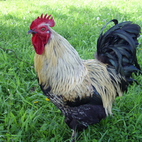 Beautiful Rooster 