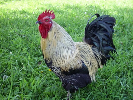 Beautiful Rooster  - chickens, rooster, farm, crowing