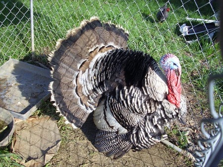 My Turkey - turkey, male turkey, puffed out