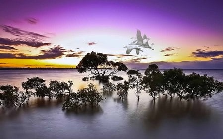 Free Flow - trees, birds, ray, lake, sky