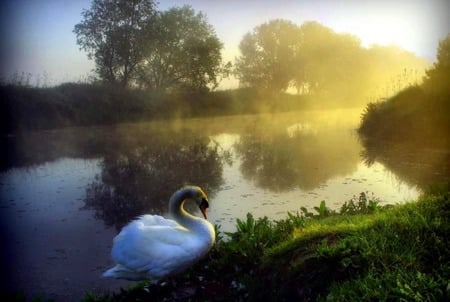 Golden Dawn - white swan, sunlight, trees, water, swan, grass, droplets, dawn, rainfall, refledtion, lake