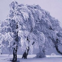 Winter tree