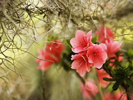 Whispering spring - blossoms, branch, pink, green