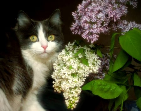 Blossom And Lilacs - flowers, white lilac, purple lilac, lilacs, black and white, green eyes