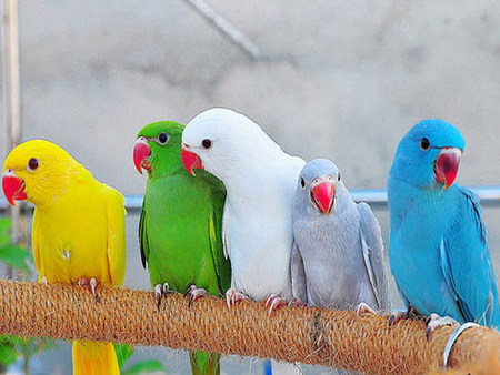 colorful company - tropic, parrots, birds, colorful