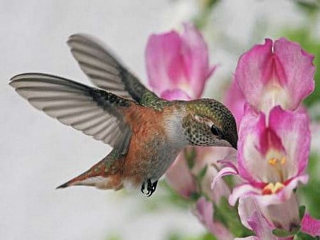 hummingbird - colibri, flower, pink, fly