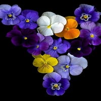 pansy heart