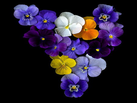 pansy heart