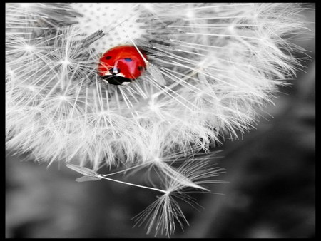 ladybug - white, summer, red, dandelion