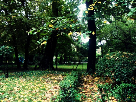 Carol Park, Bucharest - trees, nature, romania, grass, bucharest, park, carol park, leaves