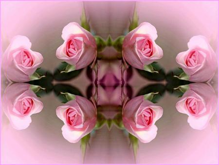 Pinky Roses. jpg - cream, love romance, pink