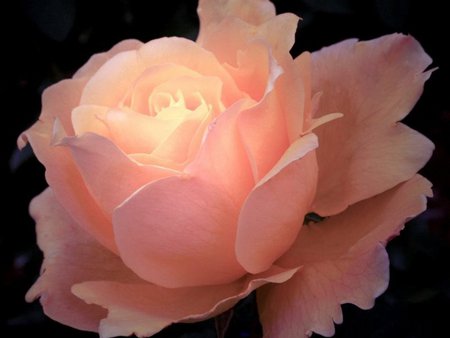 Glowing Rose. jpg - tender, elegant, rose, soft