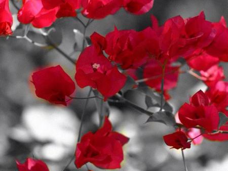 Rose Bogainvillea Wallpaper xut4k. jpg - red, blackn white, flowers bougain