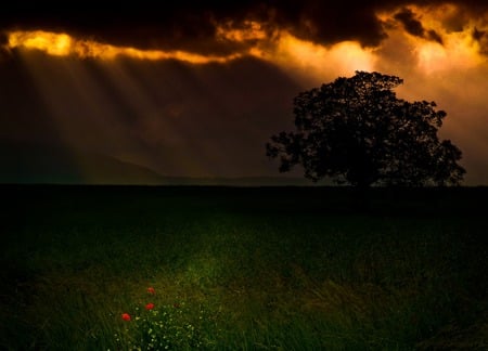 Amazing... - storm, clouds, amazing, beautiful, sunshine, grass, tree, flowers, nature, green, field, sky