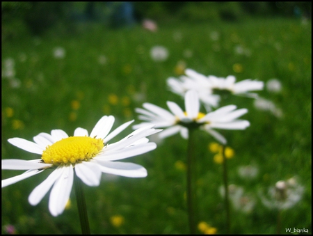 flowers - nature, flowers