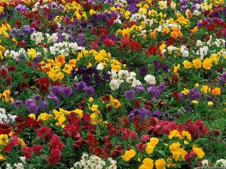  Pansy Party - pansy, flowers