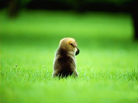 All alone - one, lonely, sad, grass, puppy