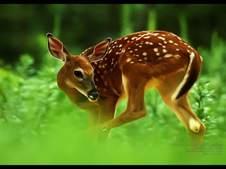 Growing up in the meadow - fawn, green, deer, youing, meadow