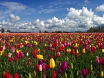 tulip field