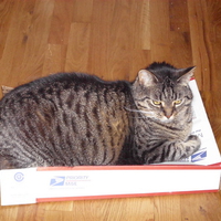 Foozie  on a Box. 