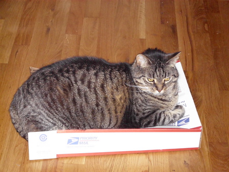 Foozie  on a Box. 