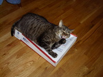 Fooze on a Box.