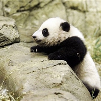 baby panda