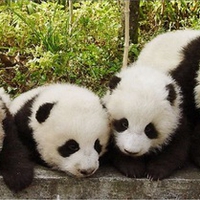 Panda Pile