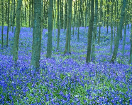 pretty forest - flowers, forest, blue