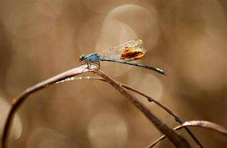 Tough-going - animals, dragonfly