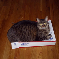 Foozie  on a Box. 