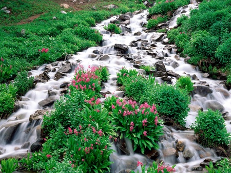 Indian Peaks - flowers, stream, nature, water