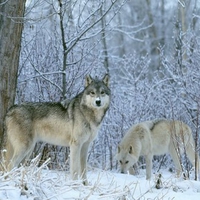 wolf hunting