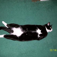 my cat fatty