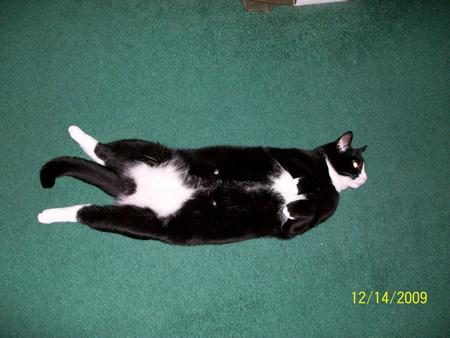 my cat fatty - my cat fatty, fatty the cat
