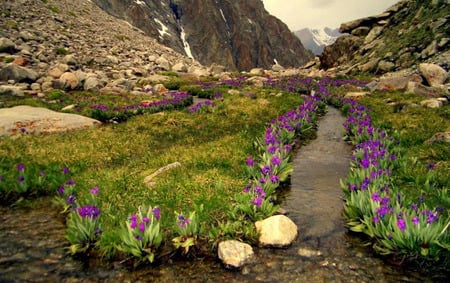 Alpine Stream - flowers, purple flowers, water, stream, alpine mountains, rocks