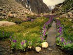 Alpine Stream