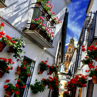 Cordoba Flowers