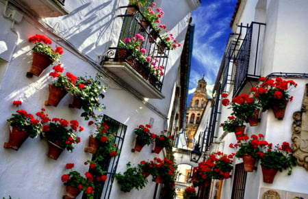 Cordoba Flowers - flowers, geraniums, cordoba spain, pink and red flowers, balcony, buildings