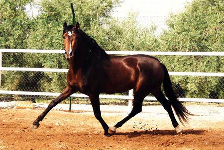 Dali II The Andalusian - horses, dali ii, spanish, animals, andalusian, chestnut